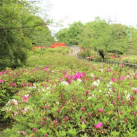 東山植物園　御衣黄桜の色変わり＆つつじが丘