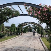 万博バラ園へ（楽しい課外授業）