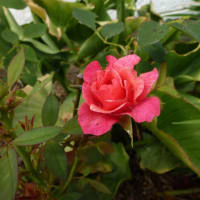 ミニ薔薇