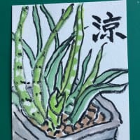 観葉植物　サンセベリア