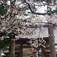日本一の桜劇場　４月１７日　４月１８日　開花して６日目・７日目の様子です