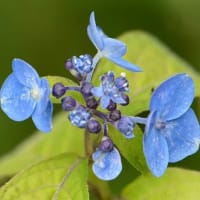 鉢植えのヤマアジサイ　a、天の川