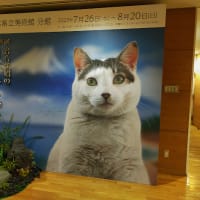 世界猫の日だから～岩合光昭の日本ねこ歩き