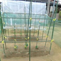 家庭菜園苗植付けほか