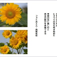 ヒマワリ