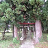 石動神社の親スギ