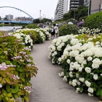 旧中川の紫陽花