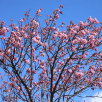 雨後晴れ、風の強い日に成り、リニアルオープン間近のミササガPKえ出掛けて来ました、陽光桜がボチボチと咲き始めて居ました。