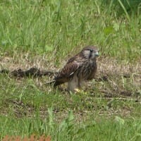 「チョウゲンボウ幼鳥・初めての散歩」