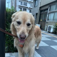黒いのいた？