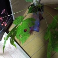 珍しい野草見っけ