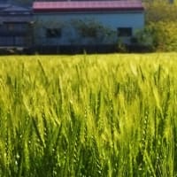 弱ければ…