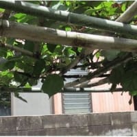 　「横 着」したら ！　(>_<)  (*_*)