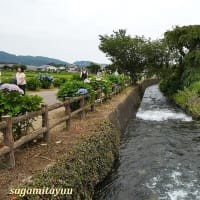 「開成町あじさいまつり2025」が開催されている！！主役は？