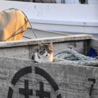 港の猫　Ⅴ