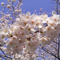 全米桜祭り