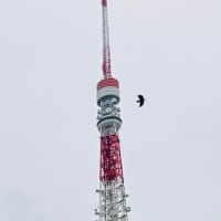 増上寺の境内で東京タワーを撮影したらオオタカが映り込んでいた！
