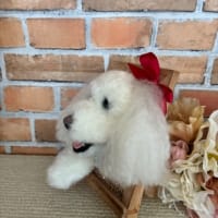 ゴールデンドゥードル　マックくん　（メモリアル）
