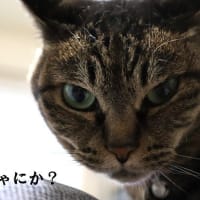 Ameba更新しました