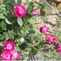 2025ー07ー12(^_-)-☆初夏の我が家の花壇～🌹バラの花達のミュージックMovie②！