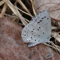 カタクリの里