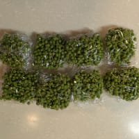 女性麻雀＆山椒
