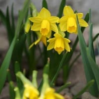 ４月の春の花１