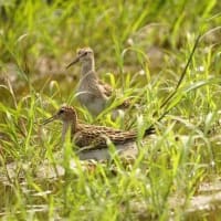 07/05お気に入りの野鳥-4（アメリカウズラシギ）