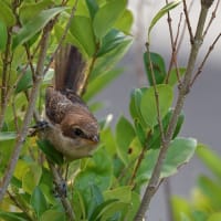 百舌鳥幼鳥