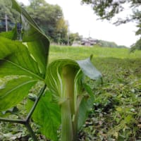マムシグサ