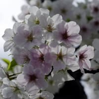 HAT KOBE の桜　満開