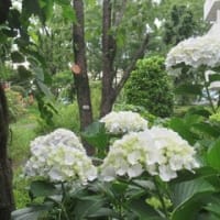 6/1　Ａ山君墓参会