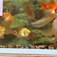 母の日なんて申し訳ない