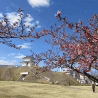 城址公園の河津桜