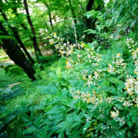 ハンゲショウ、ナンテン、コマツナギ・・・（板橋区立赤塚植物園 2025.6.15撮影）