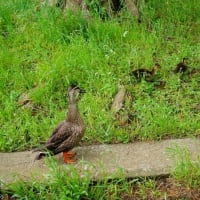 今年もカルガモのヒナが生まれました！（板橋区立見次公園 2025.5.18撮影）