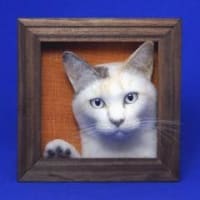 シロのヘッドモデル壁掛けタイプ
