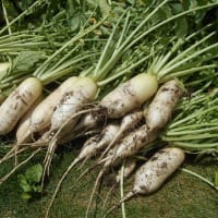 ジャガイモと大根の大収穫祭