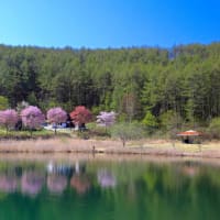 中牧湖の桜2024