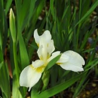 戸畑アヤメの青花と白花
