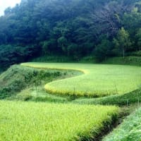 ハート型の集落と棚田（徳島県と宮崎県）