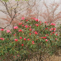 今春の大台ヶ原