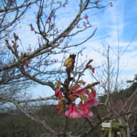 ウチナー（沖縄）の桜