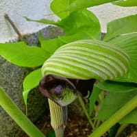 リハビリ後に