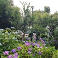 今朝の眼差し
