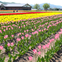 チューリップ公園