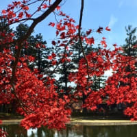 紅葉狩り 2