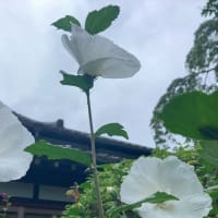 梅雨明け間近の3連休最終日 2024.7.15
