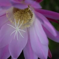 ２０２５サボテンの花②