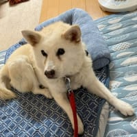 犬と猫との暮らし～ユニセフ協会へささやかな寄附を送金しました～